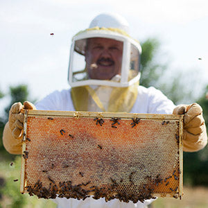 beekeeper holding a slat of bees