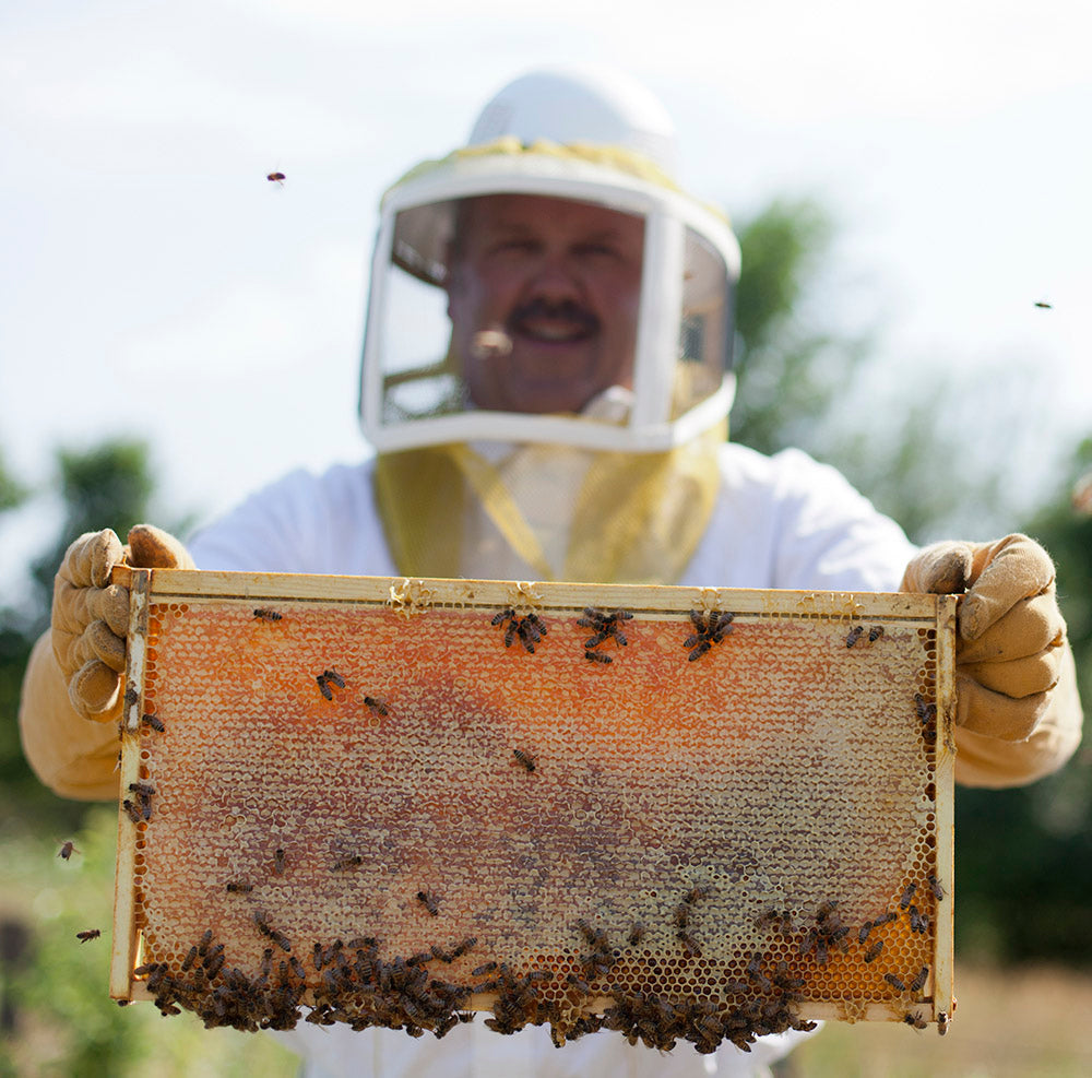 beekeeper holding a slat of bees